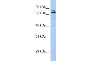 WB Suggested Anti-MYST2 Antibody Titration:  0. (MYST2 抗体  (N-Term))
