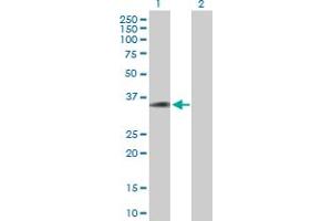 Western Blot analysis of C20orf195 expression in transfected 293T cell line by C20orf195 MaxPab polyclonal antibody. (C20orf195 抗体  (AA 1-318))