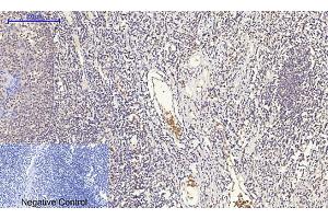 Immunohistochemical analysis of paraffin-embedded human tonsil tissue.