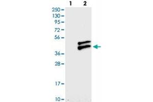 Western blot analysis of Lane 1: Negative control (vector only transfected HEK293T lysate), Lane 2: Over-expression Lysate (Co-expressed with a C-terminal myc-DDK tag (~3. (RWDD2B 抗体)