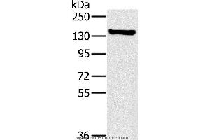 Western blot analysis of A172 cell, using PPP1R12A Polyclonal Antibody at dilution of 1:450 (PPP1R12A 抗体)