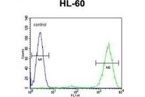 Flow cytometric analysis of HL-60 cells (right histogram) compared to a negative control cell (left histogram) using Prothymosin alpha  Antibody , followed by FITC-conjugated goat-anti-rabbit secondary antibodies. (PTMA 抗体  (N-Term))