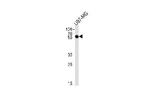 CS Antibody (C-term) (ABIN1881213 and ABIN2838442) western blot analysis in U87-MG cell line lysates (35 μg/lane). (CMAS 抗体  (C-Term))