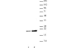 Histone H3ac (pan-acetyl) antibody (pAb) tested by Western blot. (Histone 3 抗体  (acLys))