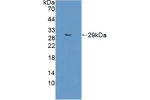 Detection of Recombinant SCO2, Human using Polyclonal Antibody to SCO Cytochrome Oxidase Deficient Homolog 2 (SCO2) (SCO2 抗体  (AA 42-266))