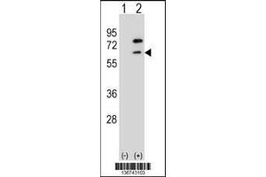 Western blot analysis of ZBTB7B using rabbit polyclonal ZBTB7B Antibody using 293 cell lysates (2 ug/lane) either nontransfected (Lane 1) or transiently transfected (Lane 2) with the ZBTB7B gene. (ZBTB7B 抗体  (AA 315-343))