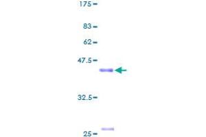 SMCP Protein (AA 1-116) (GST tag)