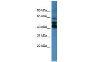 Image no. 1 for anti-Septin 1 (SEPT1) (AA 140-189) antibody (ABIN6746705) (Septin 1 抗体  (AA 140-189))