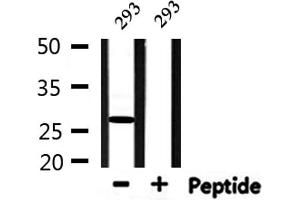 Western blot analysis of extracts from 293, using HMGB2 Antibody. (HMGB2 抗体  (Internal Region))