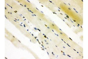 Anti-CTBP2 Picoband antibody, IHC(P) IHC(P): Rat Skeletal Muscle Tissue