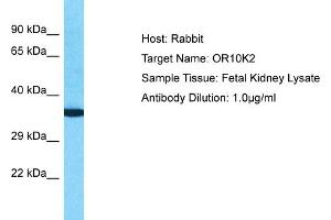Host: Rabbit Target Name: OR10K2 Sample Type: Fetal Kidney lysates Antibody Dilution: 1. (Olfactory Receptor, Family 10, Subfamily K, Member 2 (OR10K2) (C-Term) 抗体)