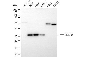 Western blotting analysis using REEP2 antibody (ABIN7800153). (REEP2 抗体)