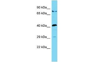 Host: Rabbit Target Name: STAC2 Sample Type: 293T Whole Cell lysates Antibody Dilution: 1. (STAC2 抗体  (N-Term))