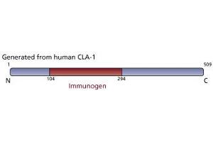 Image no. 1 for anti-Scavenger Receptor Class B, Member 1 (SCARB1) (AA 104-294) antibody (ABIN968231) (SCARB1 抗体  (AA 104-294))