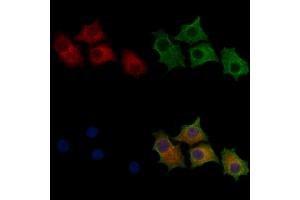 ABIN7094290 and ABIN7098337 staining HepG2 cells by IF/ICC. (HSPA13 抗体  (C-Term))