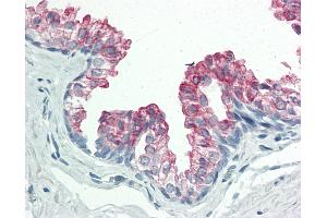 Anti-BAP / SIL1 antibody IHC staining of human prostate. (SIL1 抗体  (AA 360-409))