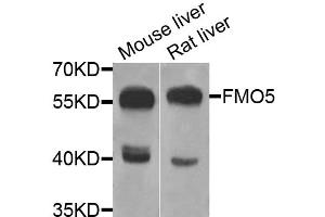 Western blot analysis of extracts of various cell lines, using FMO5 antibody (ABIN5975160) at 1/1000 dilution. (FMO5 抗体)