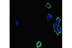 Immunofluorescent analysis of HepG2 cells using ABIN7161217 at dilution of 1:100 and Alexa Fluor 488-congugated AffiniPure Goat Anti-Rabbit IgG(H+L) (Neurexin 1 抗体  (AA 184-363))