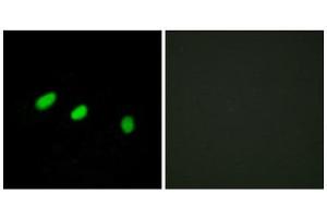 Immunofluorescence (IF) image for anti-Transformer 2 alpha Homolog (TRA2A) (C-Term) antibody (ABIN1849576) (TRA2A 抗体  (C-Term))