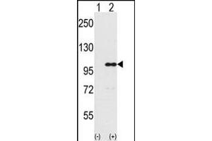 Western blot analysis of IND (arrow) using rabbit polyclonal IND Antibody (Center) (ABIN389359 and ABIN2839465). (INPP5D 抗体  (AA 770-796))
