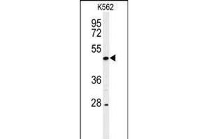 Western blot analysis of hRIPK3- (ABIN392275 and ABIN2841945) in K562 cell line lysates (35 μg/lane). (RIPK3 抗体  (C-Term))