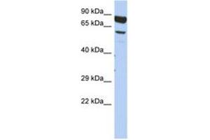 Image no. 1 for anti-Dpy-19-Like 4 (DPY19L4) (AA 575-624) antibody (ABIN6743891) (DPY19L4 抗体  (AA 575-624))