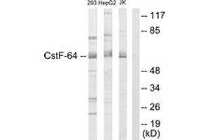 Western Blotting (WB) image for anti-Cleavage Stimulation Factor, 3' Pre-RNA, Subunit 2, 64kDa (CSTF2) (AA 11-60) antibody (ABIN1533702)
