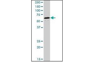 Western Blotting (WB) image for anti-Nuclear Receptor Subfamily 1, Group D, Member 1 (NR1D1) (AA 1-615) antibody (ABIN614695) (NR1D1 抗体  (AA 1-615))