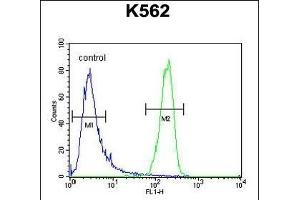 ATP8A2 Antibody (N-term) (ABIN654888 and ABIN2844540) flow cytometric analysis of K562 cells (right histogram) compared to a negative control cell (left histogram).