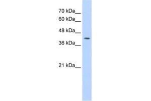 Western Blotting (WB) image for anti-Interferon Regulatory Factor 1 (IRF1) antibody (ABIN2461650) (IRF1 抗体)