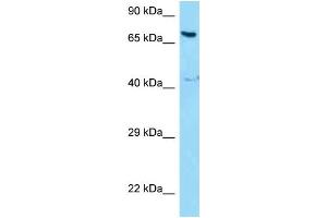 WB Suggested Anti-NCOA5 Antibody Titration: 1.