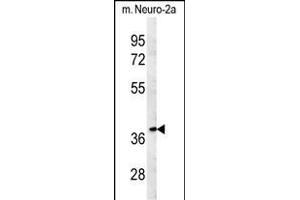 TNFAIP1 Antibody (C-term) (ABIN651602 and ABIN2840318) western blot analysis in mouse Neuro-2a cell line lysates (35 μg/lane). (TNFAIP1 抗体  (C-Term))