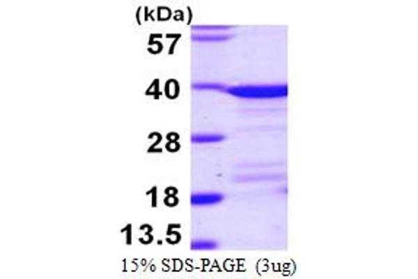 EEF1D Protein (AA 1-281) (His tag)