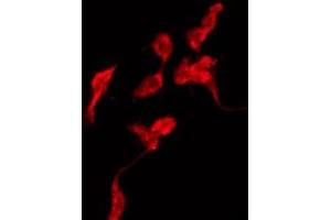 ABIN6275147 staining Hela by IF/ICC. (GJA4 抗体  (N-Term))