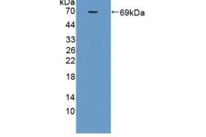 Detection of Recombinant MFGE8, Rat using Polyclonal Antibody to Milk Fat Globule EGF Factor 8 (MFGE8) (MFGE8 抗体  (AA 73-421))