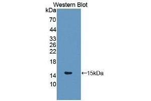Detection of Recombinant GLRX, Mouse using Polyclonal Antibody to Glutaredoxin (GLRX) (Glutaredoxin 1 抗体  (AA 2-107))