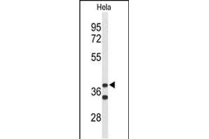 Western blot analysis of CYTH3 Antibody (C-term) (ABIN653626 and ABIN2842979) in Hela cell line lysates (35 μg/lane). (Cytohesin 3 抗体  (C-Term))