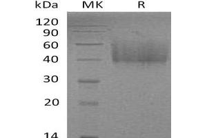 Western Blotting (WB) image for Inducible T-Cell Co-Stimulator Ligand (ICOSLG) protein (His tag) (ABIN7320827)