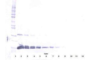 Image no. 2 for anti-Vascular Endothelial Growth Factor A (VEGFA) antibody (ABIN465470) (VEGFA 抗体)