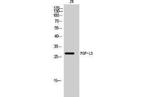 Western Blotting (WB) image for anti-Fibroblast Growth Factor 17 (FGF17) (Internal Region) antibody (ABIN3184611)