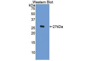 Western Blotting (WB) image for anti-Interleukin 1, beta (IL1B) (AA 115-266) antibody (ABIN3208371) (IL-1 beta 抗体  (AA 115-266))