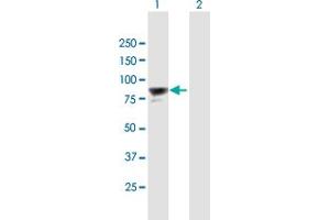 Western Blot analysis of PAXIP1 expression in transfected 293T cell line by PAXIP1 MaxPab polyclonal antibody. (PAXIP1 抗体  (AA 1-757))