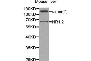 Western blot analysis of extracts of mouse liver, using NR1I2 antibody (ABIN5970763) at 1/1000 dilution. (NR1I2 抗体)