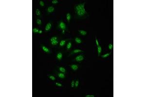 Immunofluorescence (IF) image for anti-V-Raf-1 Murine Leukemia Viral Oncogene Homolog 1 (RAF1) (pSer621) antibody (ABIN7127739)
