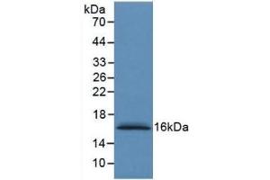 Detection of Recombinant S100A6, Human using Monoclonal Antibody to S100 Calcium Binding Protein A6 (S100A6) (S100A6 抗体  (AA 1-90))
