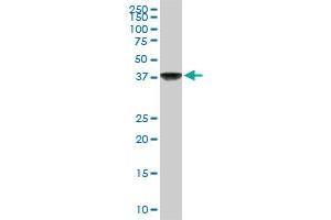 Western Blotting (WB) image for anti-COP9 Signalosome Complex Subunit 3 (COPS3) (AA 324-422) antibody (ABIN563674)