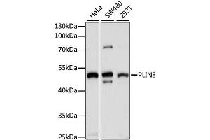 Western blot analysis of extracts of various cell lines, using PLIN3 antibody. (PLIN3 抗体)