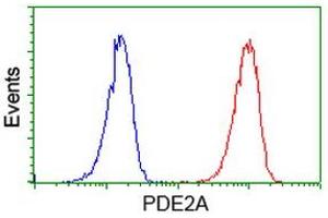 Image no. 1 for anti-phosphodiesterase 2A, CGMP-Stimulated (PDE2A) antibody (ABIN1500079) (PDE2A 抗体)