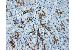 Immunohistochemical staining of paraffin-embedded colon tissue using anti-SRR mouse monoclonal antibody. (SRR 抗体)