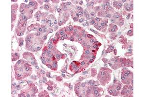 Anti-SCOP / PHLPP antibody IHC staining of human pancreas. (PHLPP1 抗体  (N-Term))
